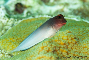 Redlip Blenny-Canon 100 mm full frame-Bonaire by Richard Goluch 
